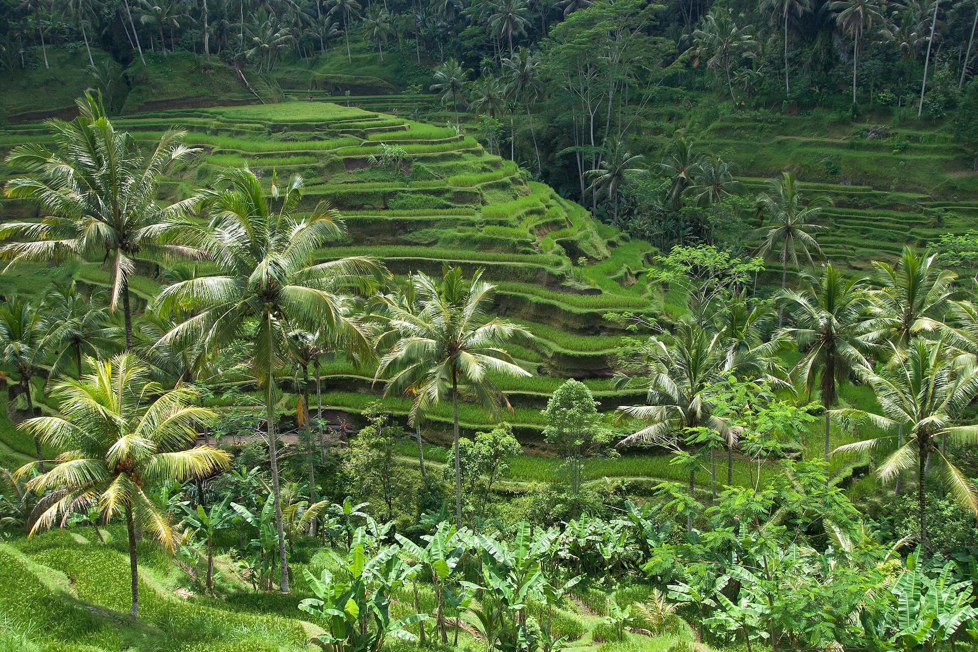 Bali — 10 jours d'île en île